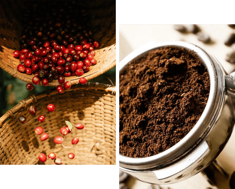 A close up of coffee beans and ground coffee